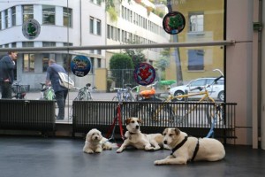dogs waiting at the super market