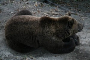Bern bears