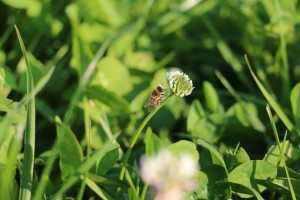 a bumble bee