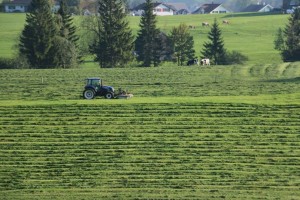 harvest season