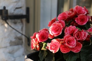 flowers on the streets