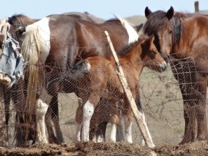 Mongolian horses