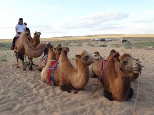 1hour long camel ride