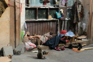 crazy cat lady in Tbilisi