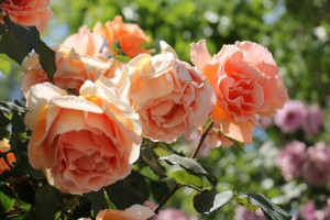 ヘブロンの入植地に咲いていた薔薇