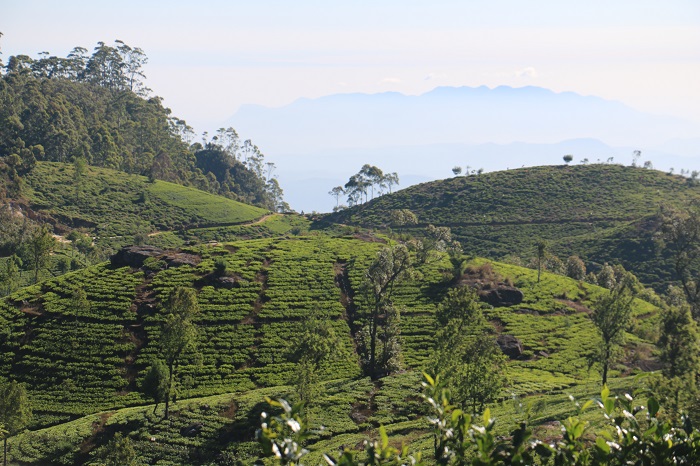 Sri Lanka “Journey to the home of Ceylon tea”